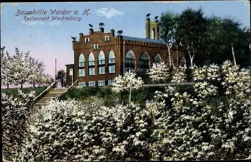 Ak Werder an der Havel, Restaurant Wachtelburg, Baumblüte