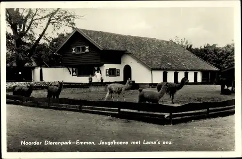 Ak Emmen Drenthe Niederlande, Noorder Dierenpark, Jugendfarm mit Lamas usw