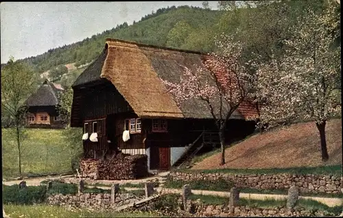 Ak Schwarzwald, Schwarzwaldhaus, Blühende Bäume