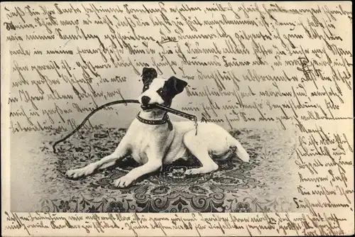 Ak Hund, Tier-Portrait, Halsband, Teppich