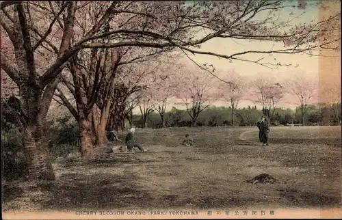 Ak Yokohama Pref Kanagawa Japan, Cherry Blossom Okano