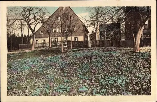 Ak Schlößchen Porschendorf Amtsberg im Erzgebirge, Krokuswiesen