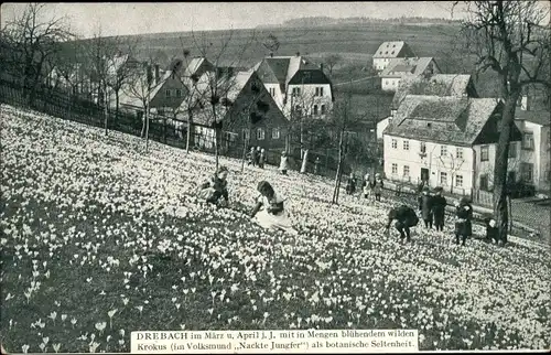 Ak Drebach im Erzgebirge Sachsen, Krokuswiese, Volksmund Nackte Jungfer