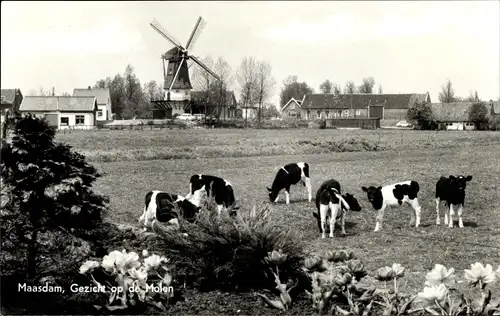 Ak Maasdam Südholland, Molen