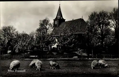 Ak Leeuwarden Friesland Niederlande, Schafe Weiden, Kirche