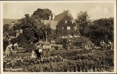 Ak Obernkirchen in Schaumburg, Gemüsegarten