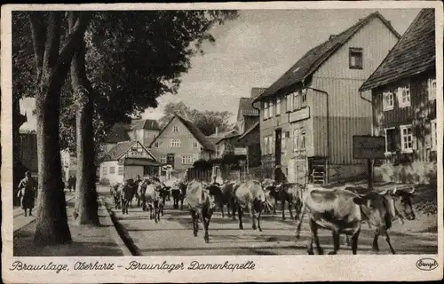 Ak Braunlage im Oberharz, Braunlager Damenkapelle, Kühe