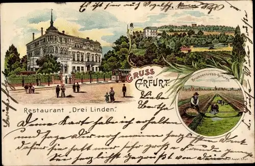 Litho Erfurt in Thüringen, Restaurant Drei Linden, Brunnenkress Kulturen