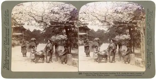 Stereo Foto Tokio Tokyo Japan, Main avenue of Shiba Park, Under the Cherry Blossoms