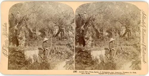 Stereo Foto Gethsemane Israel, Garten von Gethsemane, Alter Ölbaum, Olivenbaum