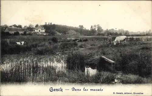 Ak Genck Flandern Limburg, Dans les marais, Kühe