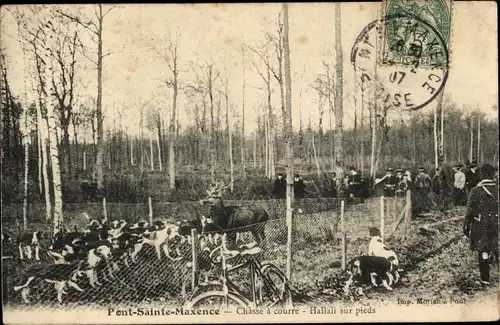 Ak Pont Sainte Maxence Oise, Chasse a courre, Hallali sur pieds