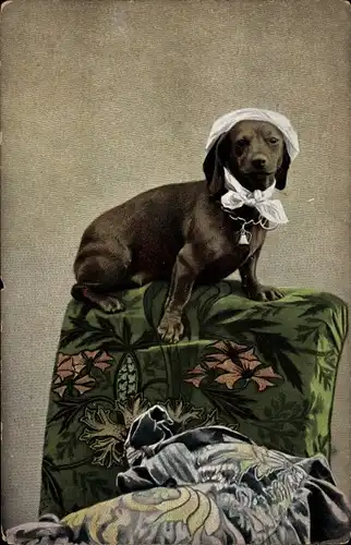 Ak Dackel mit Kopftuch auf einem Sessel