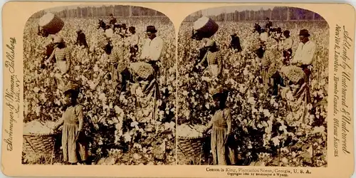 Stereo Foto Georgia USA, Cotton is King, A Plantation Scene, Baumwollernte