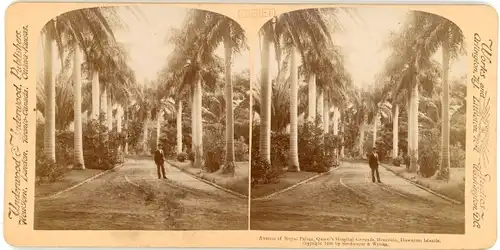 Stereo Foto Honolulu Hawaii USA, Queen's Hospital Grounds, Avenue of Royal Palms