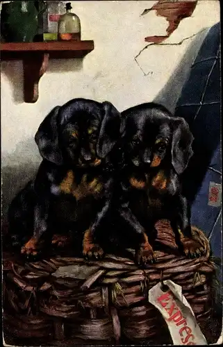 Künstler Ak Dackel, Hundewelpen, Weidenkorb, Expresssendung