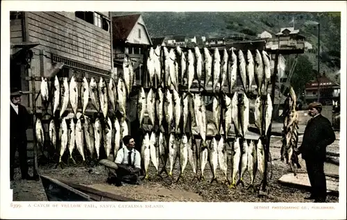 Ak Santa Catalina Island Kalifornien USA, Ein Fang von Yellow Tail