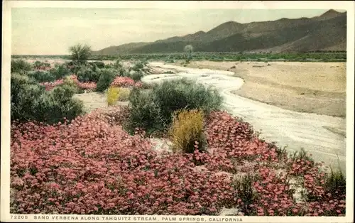 Ak Palm Springs, Kalifornien, USA, Sandverbena entlang des Tahquitz Streams