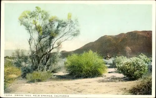 Ak Palm Springs Kalifornien USA, Smoke Tree