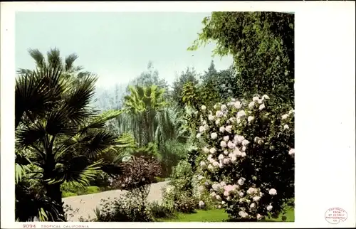 Ak Kalifornien USA, Tropisch
