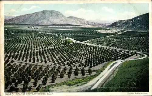 Ak Riverside County Kalifornien USA, Orange Grove