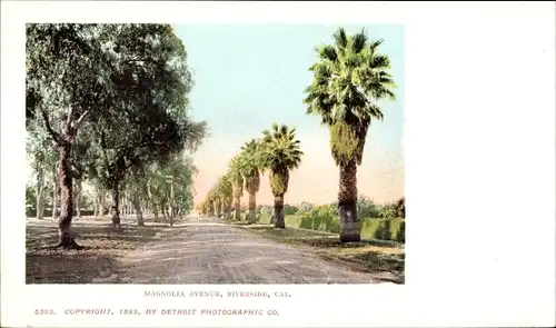 Ak Riverside County Kalifornien USA, Magnolia Avenue