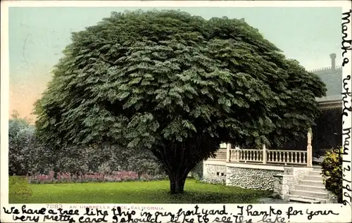 Ak Kalifornien USA, Regenschirmbaum