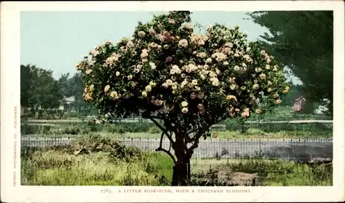 Ak Kalifornien USA, Ein kleiner Rosenstrauch mit tausend Blüten