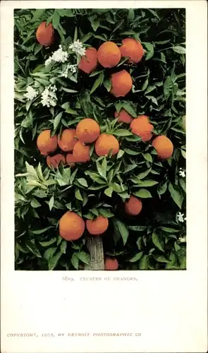 Ak Kalifornien USA, Orangengruppe