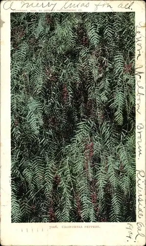 Ak Kalifornien USA, Paprika