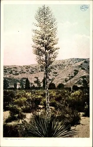 Ak New Mexico USA, spanisches Bajonett