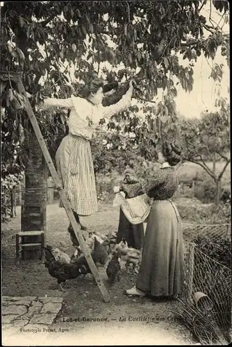 Ak Lot et Garonne, Frau beim Pflücken, Obstbaum, Hühner