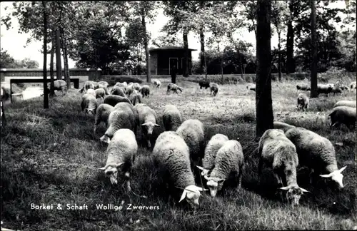 Ak Borkei & Schaft, Woolly Wanderers