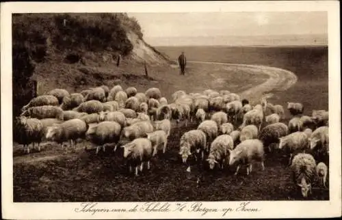 Ak Bergen op Zoom Nordbrabant Niederlande, Schafherde