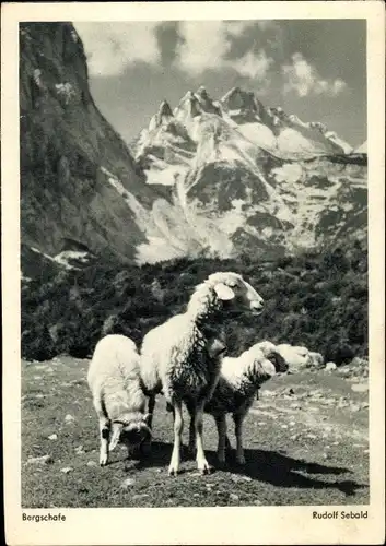 Ak Bergschafe, Berge, Bergspitze