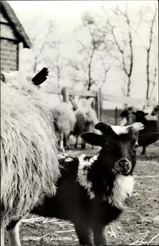 Ak Ruinen Drenthe Niederlande, Schafherde