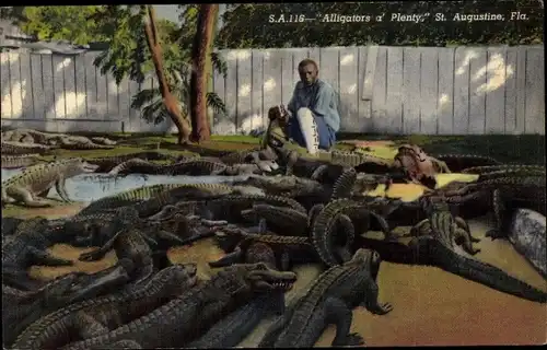 Ak Saint Augustine Florida USA, Alligatoren in Hülle und Fülle