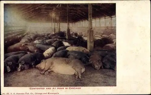 Ak Chicago Illinois USA, Schweinestall, Tierzucht
