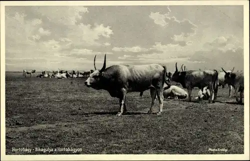 Ak Hortobágy Ungarn, Stierherde auf der Heide