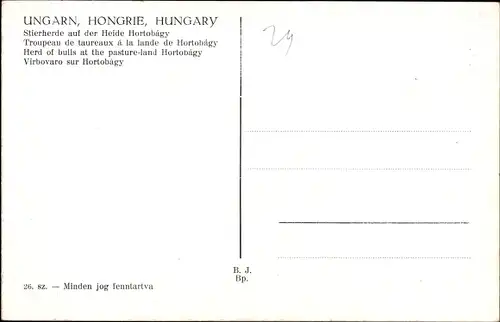 Ak Hortobágy Ungarn, Stierherde auf der Heide