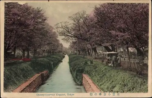 Ak Tokio Tokio Japan, Kirschblüten Koganei