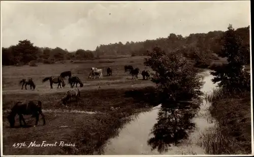 Ak New Forest Ponys