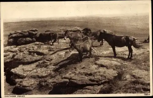 Ak Dartmoor Ponys