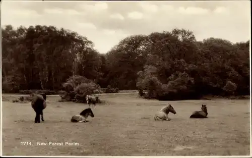 Ak New Forest Ponys