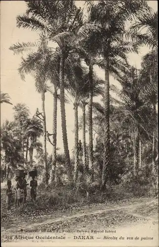 Ak Dakar Senegal, Recolte du vin de palme, Ernte von Palmwein