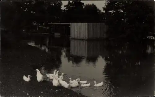 Ak Mertingen in Schwaben, Gewässer, Gänse