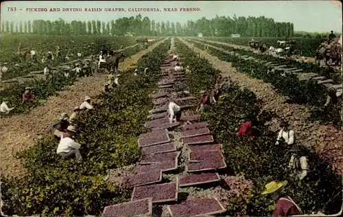 Ak Picking and drying Raisin Grapes, near Fresno California