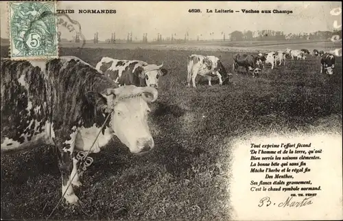 Ak Calvados, Normandie, la Laiterie, Rinder