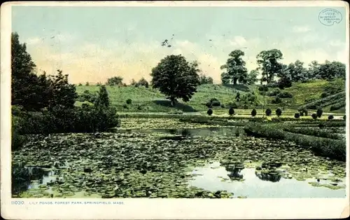 AK Springfield Massachusetts USA, Lily Ponds, Forest Park