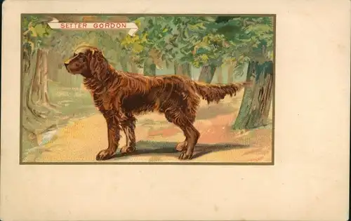 Ak Setter Gordon